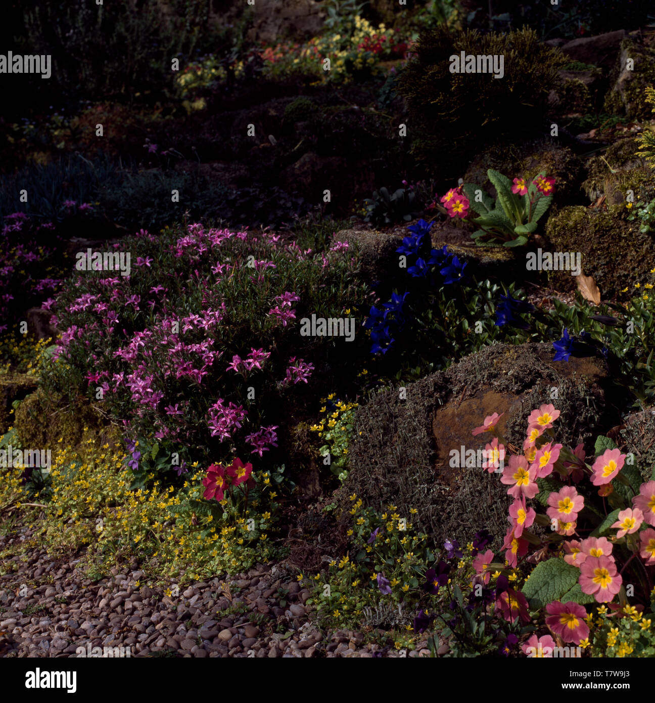 Low growing phlox with gentians and pink primroses in rockery Stock ...