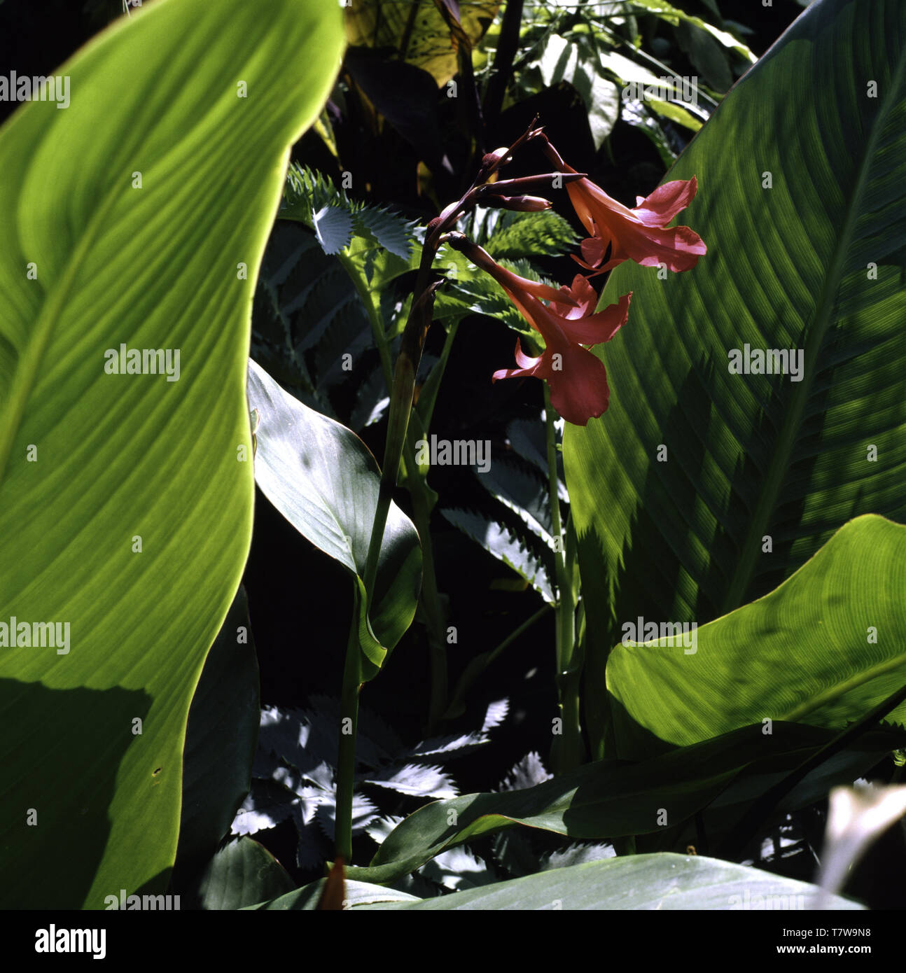 Tropical greenery plants and foliage Stock Photo