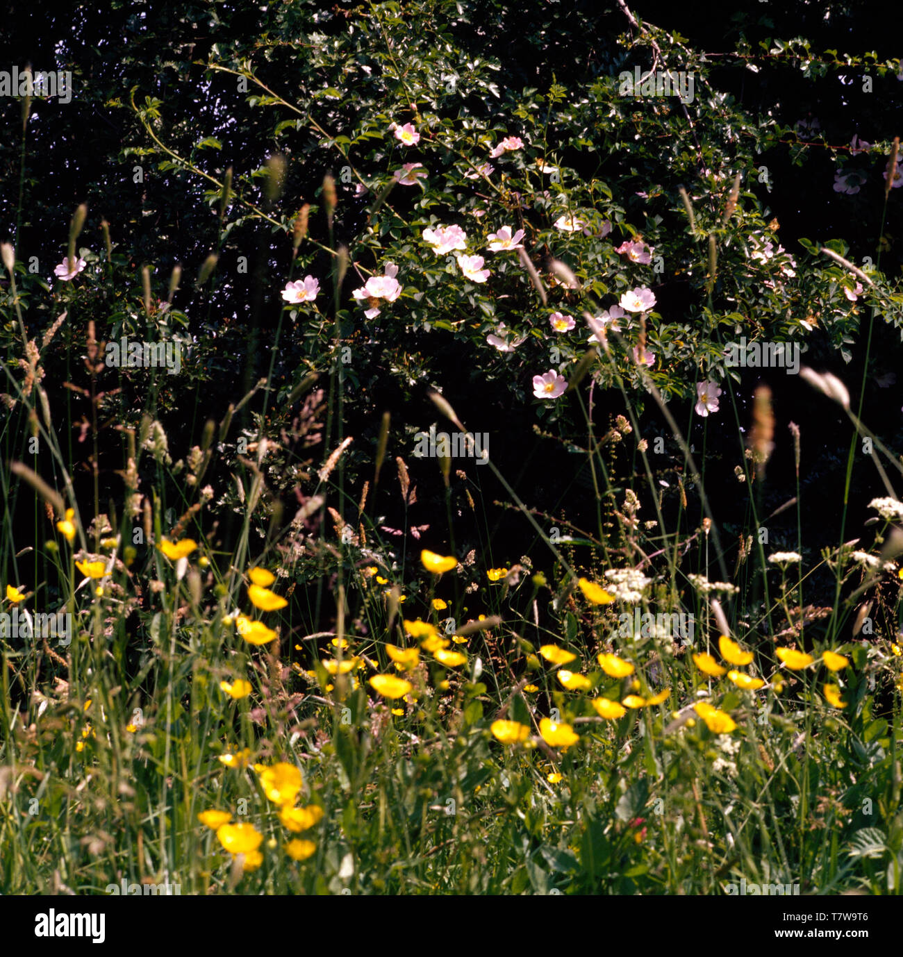 Sheltered London garden witn tropical plants Stock Photo