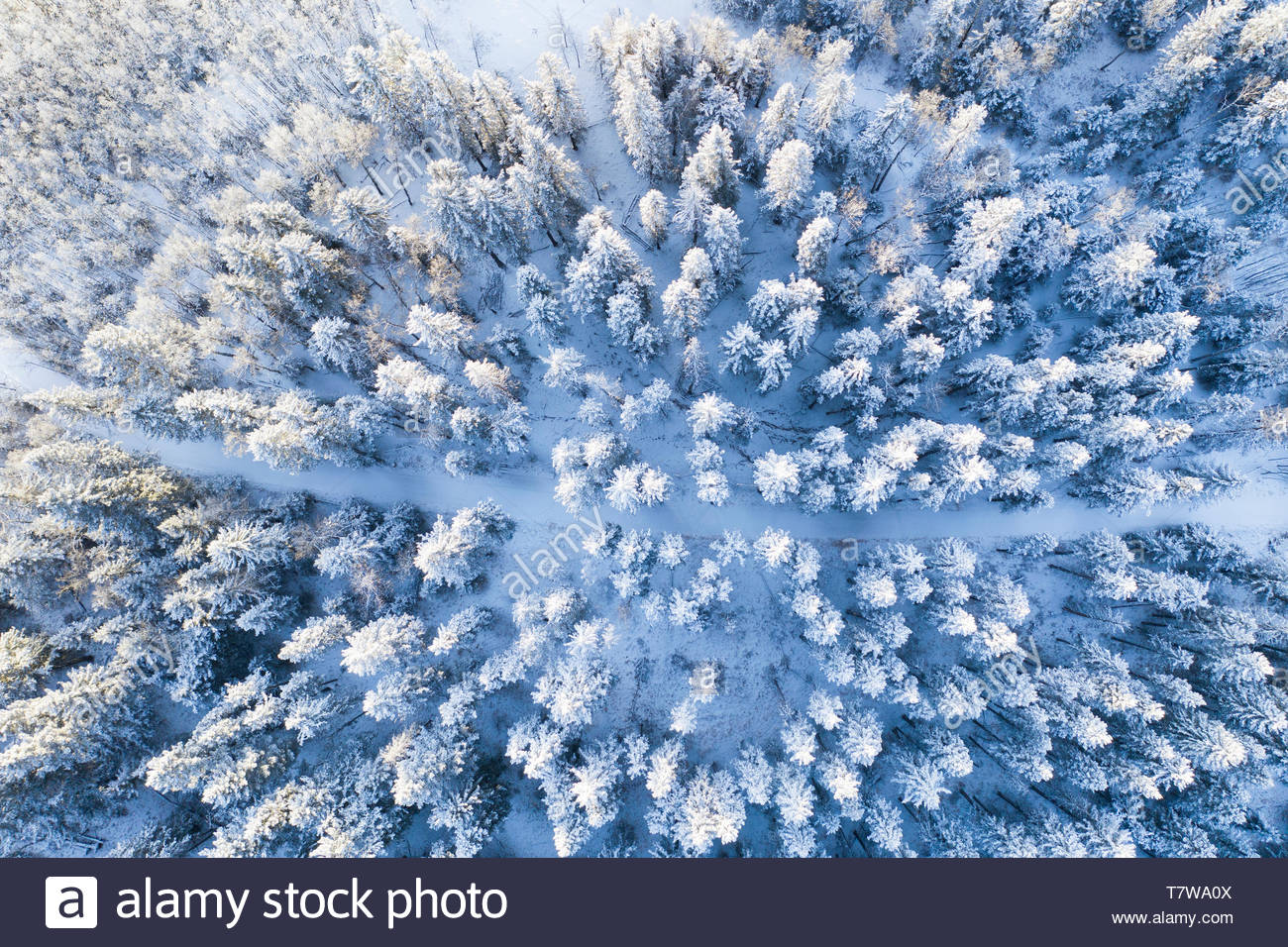 Drone point of view snow covered treetops in forest, Alberta, Canada Stock Photo