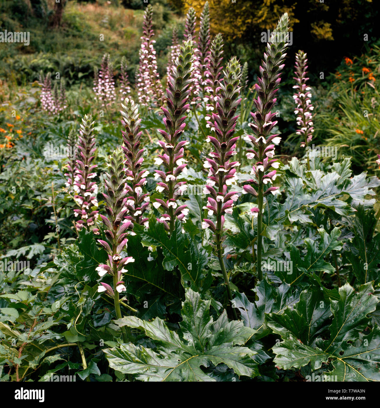 Sheltered London garden witn tropical plants Stock Photo