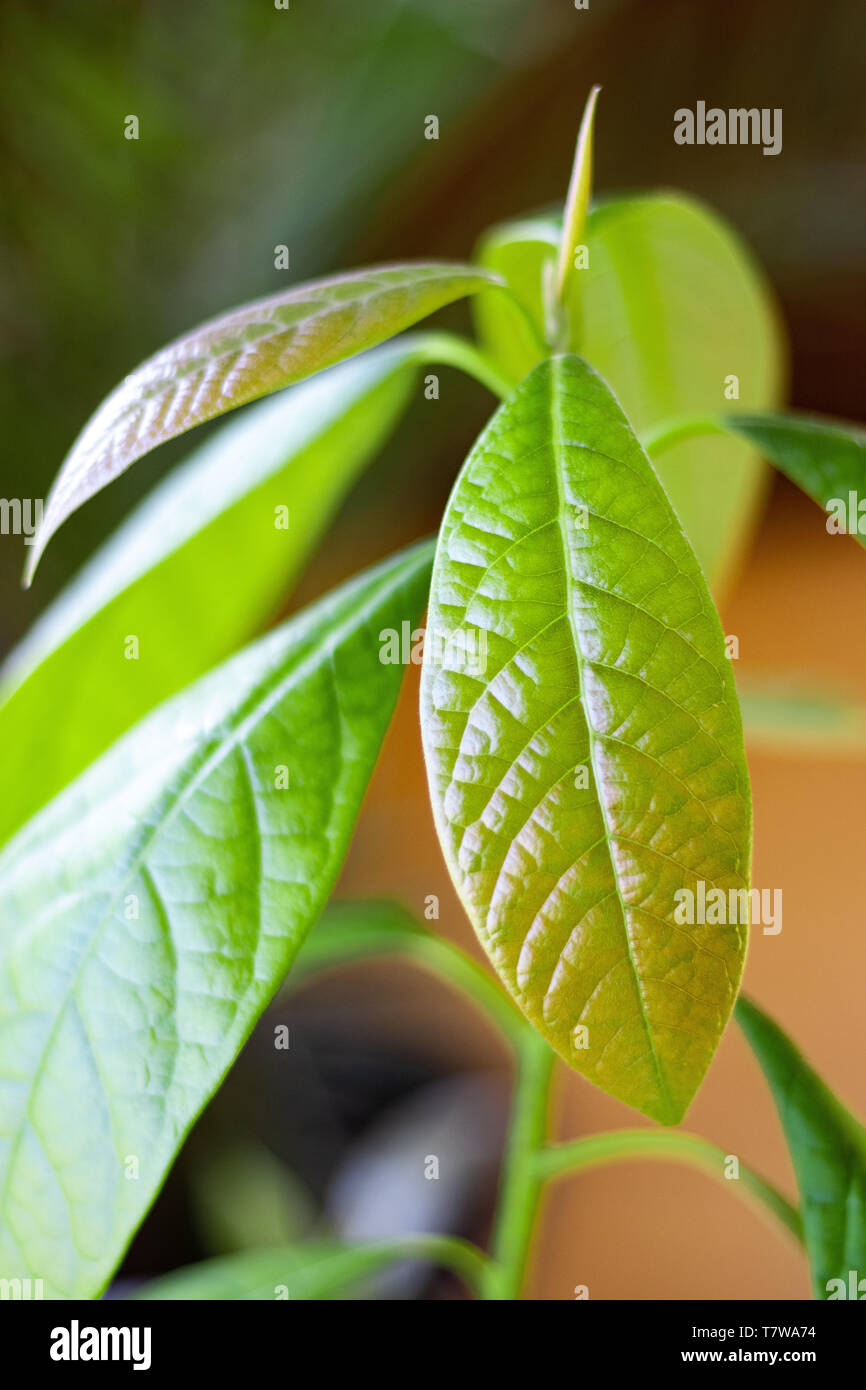 Leaves of an avocado plant Stock Photo Alamy