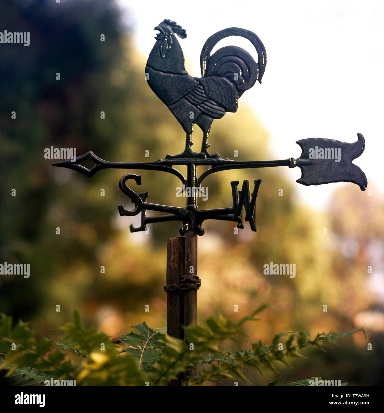 Weathervane weathervanes hires stock photography and images Alamy