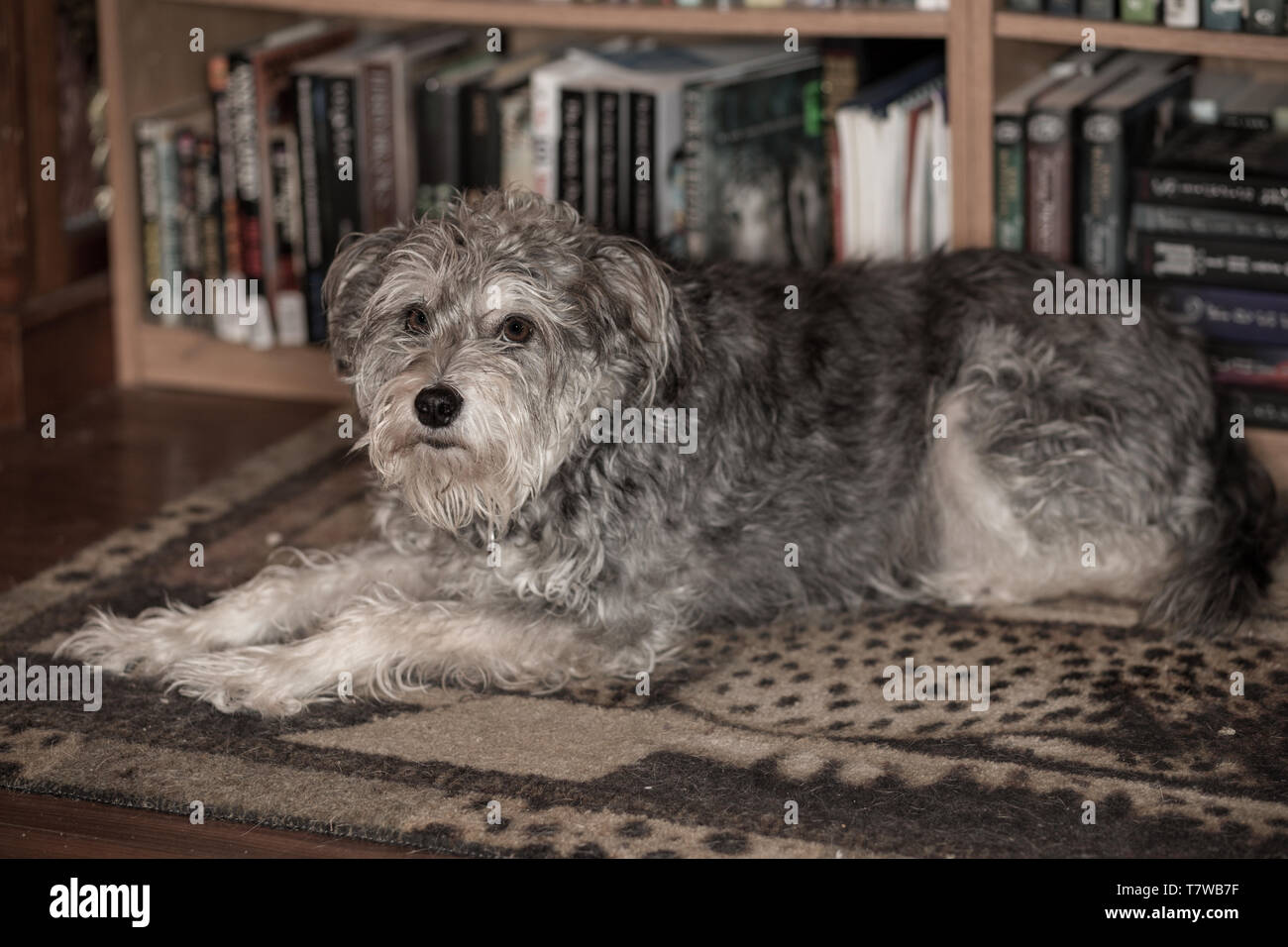 Man with a Louis Vuitton dog bag and small Yorkshire terrier Stock Photo -  Alamy