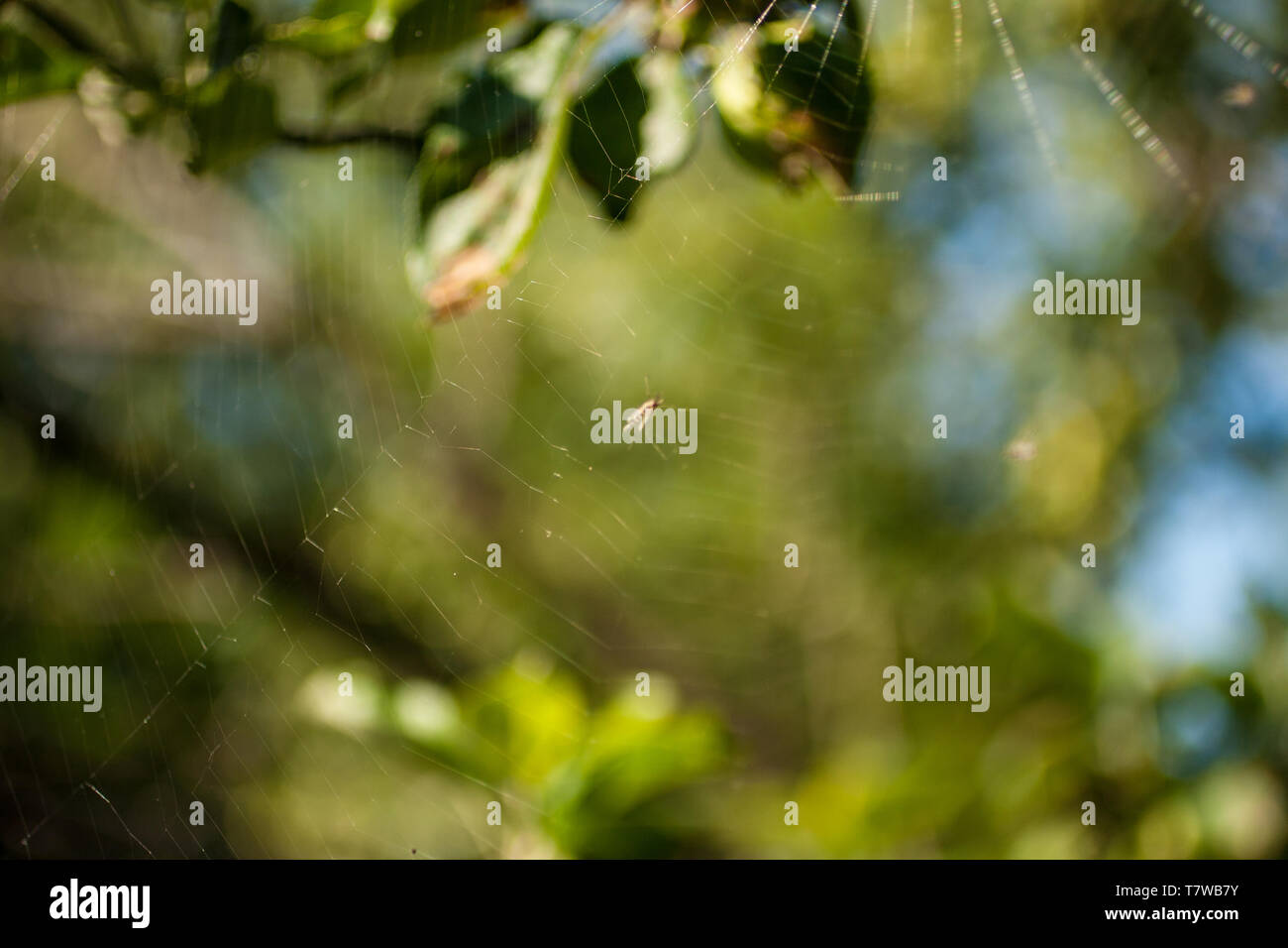 Spider Web, Michigan Stock Photo