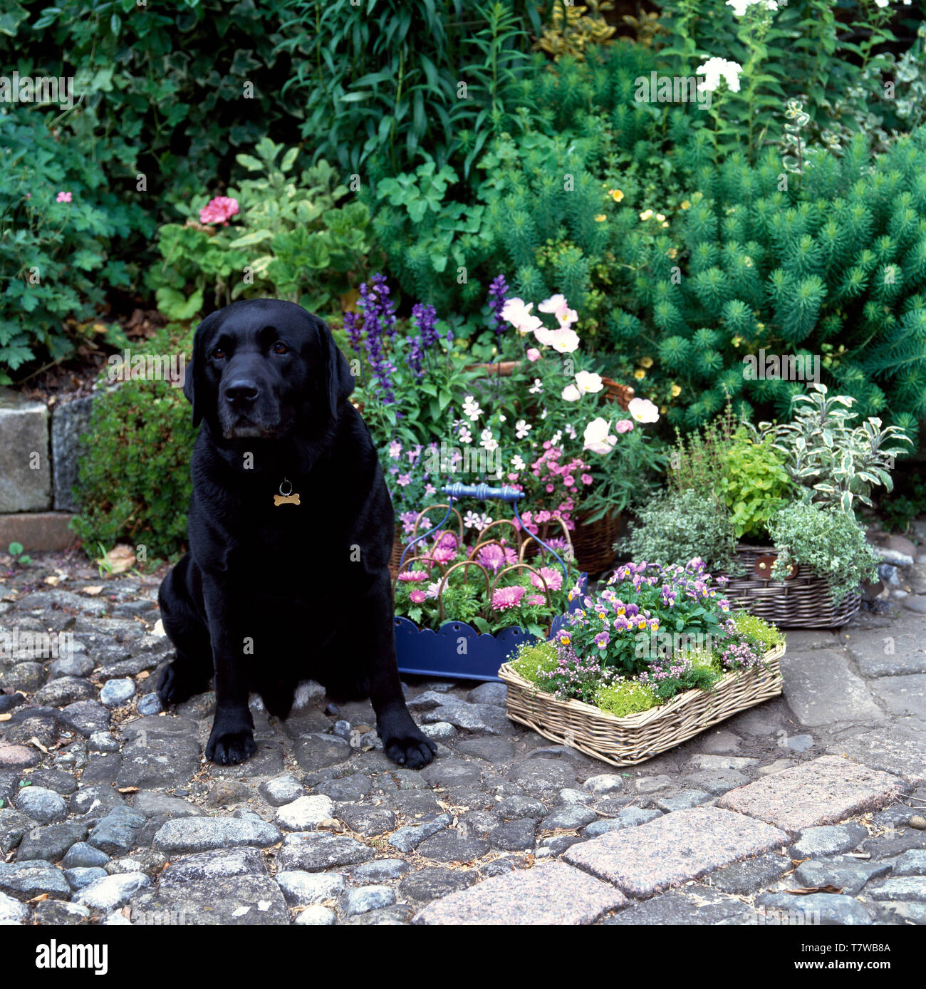 Black Labrador dog sitting in garden Stock Photo - Alamy