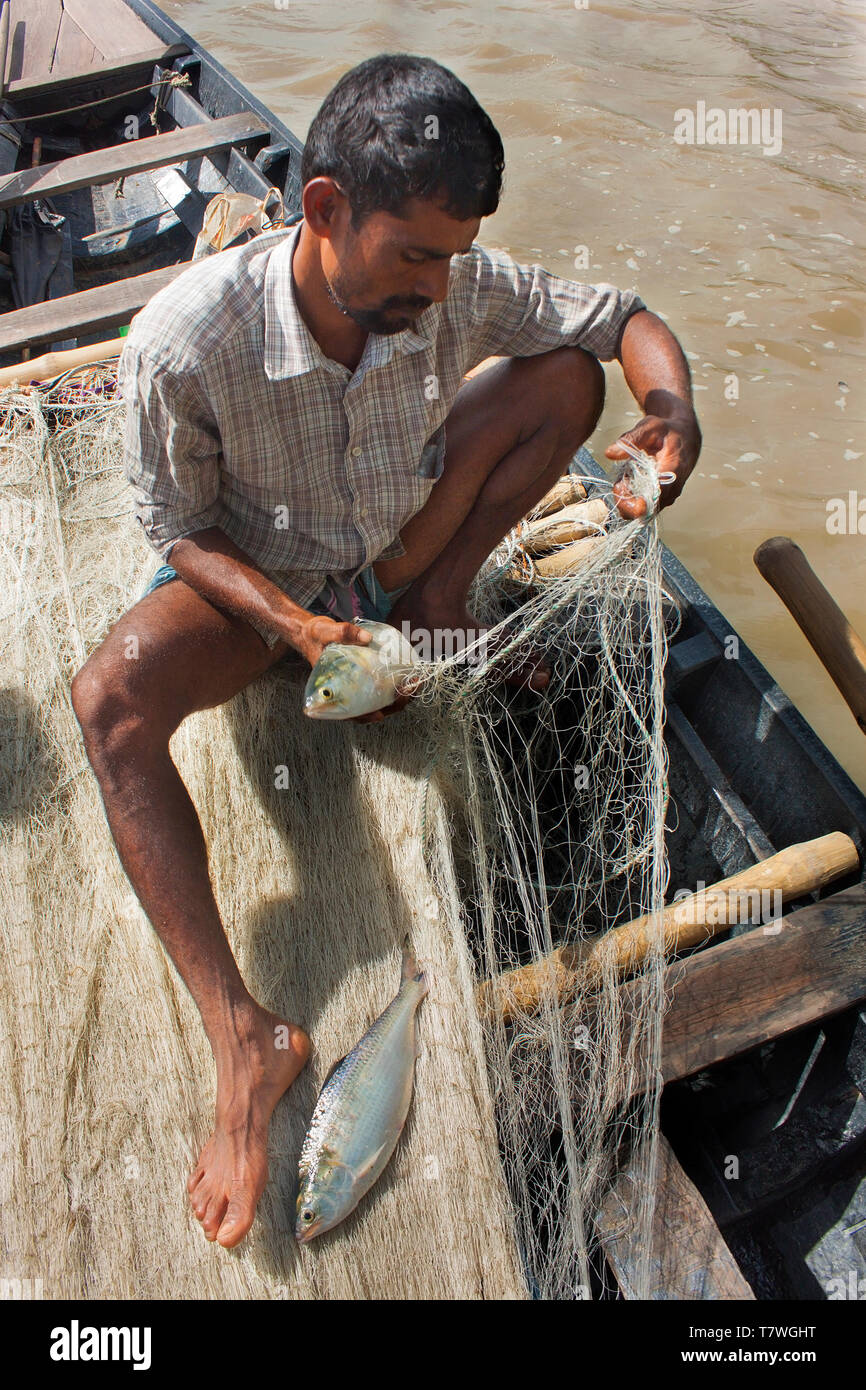 National fish of bangladesh hi-res stock photography and images - Alamy