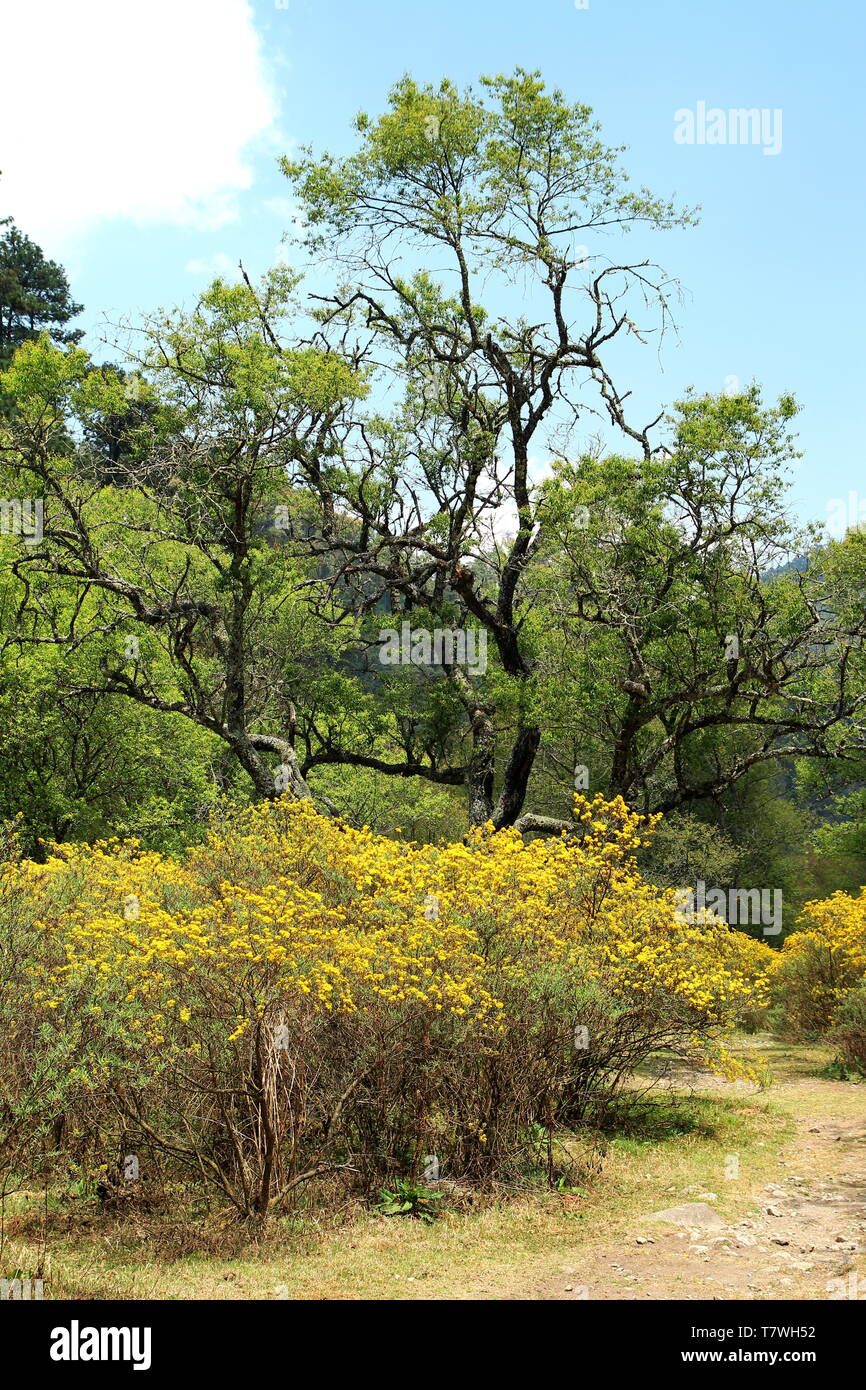 Lagunas de Zempoala National Park in Morelos, Mexico Stock Photo Alamy
