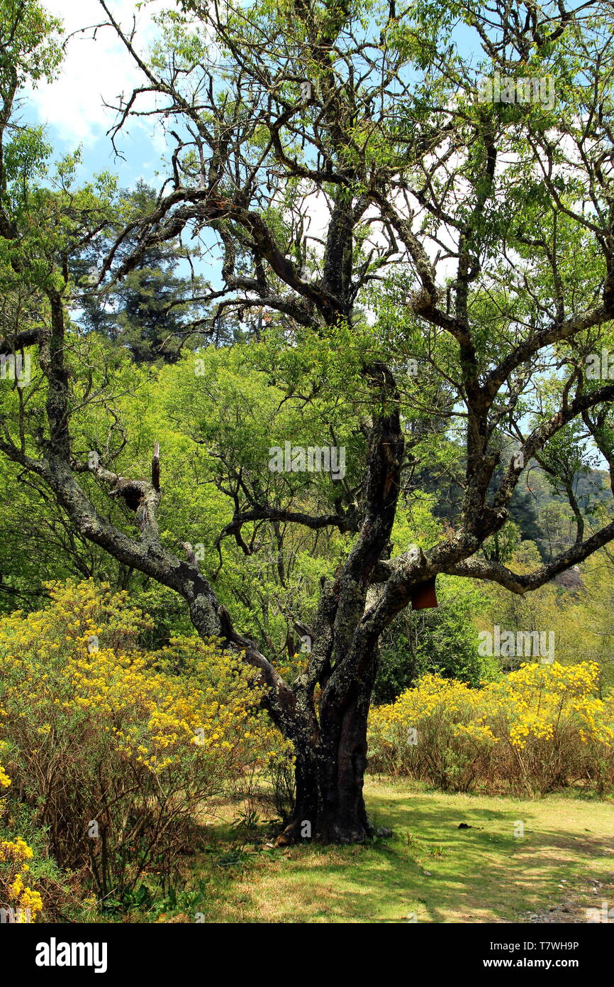 Lagunas de Zempoala National Park in Morelos, Mexico Stock Photo Alamy
