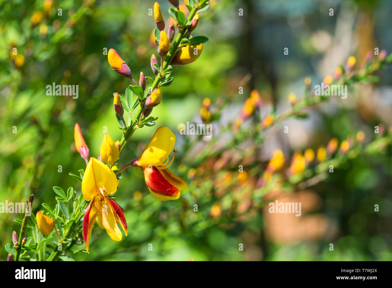 Yellow and red flowers on a Cytisus Scoparius, a perennial leguminous shrub also known as Common Broom, Scotch Broom and English Broom Stock Photo