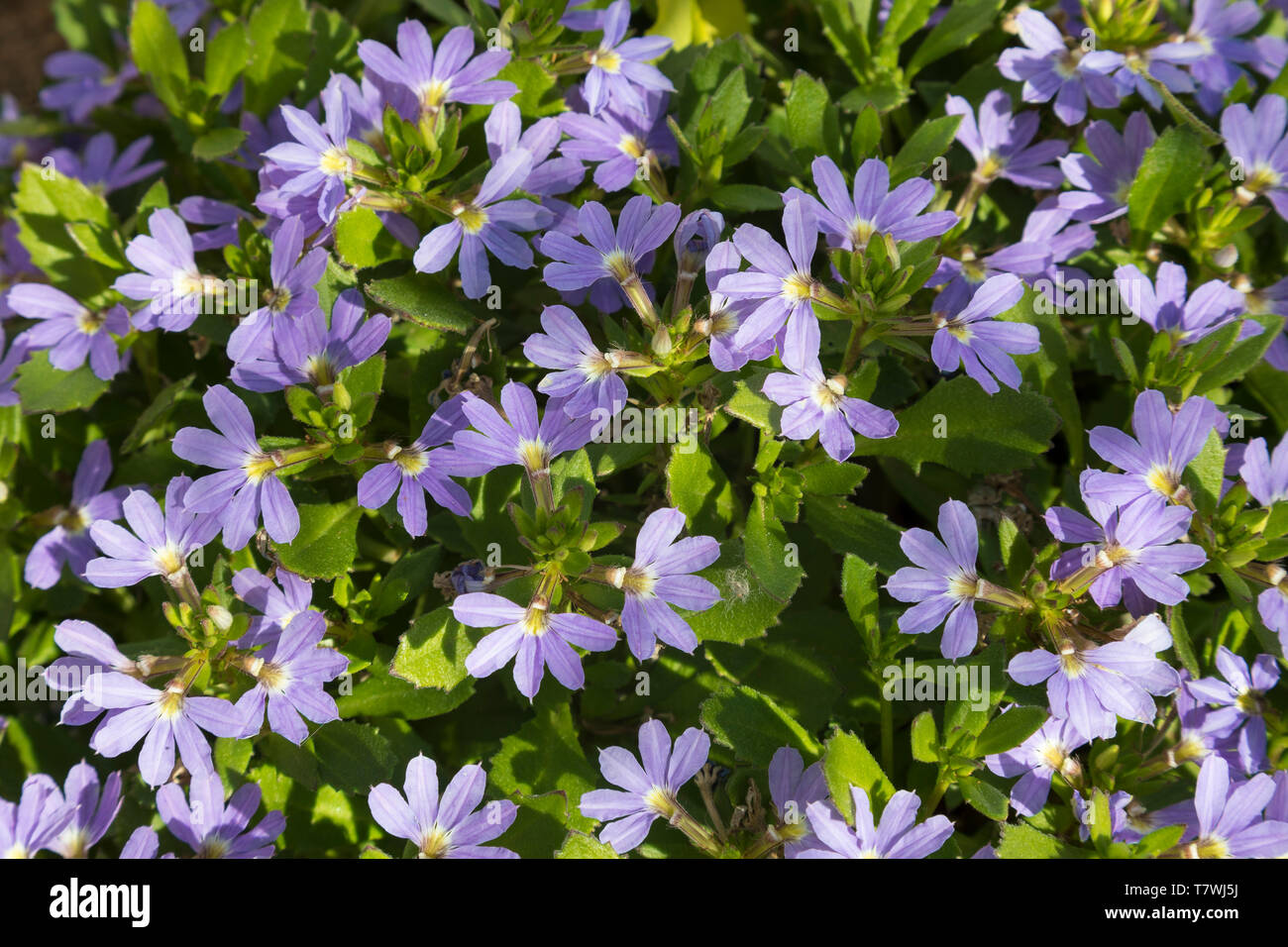 Dainty blue fan-shaped flowers of Scaevola aemula 'Whirlwind Blue', aka Fairy fan-flower,  a summer flowering perennial ground cover Stock Photo