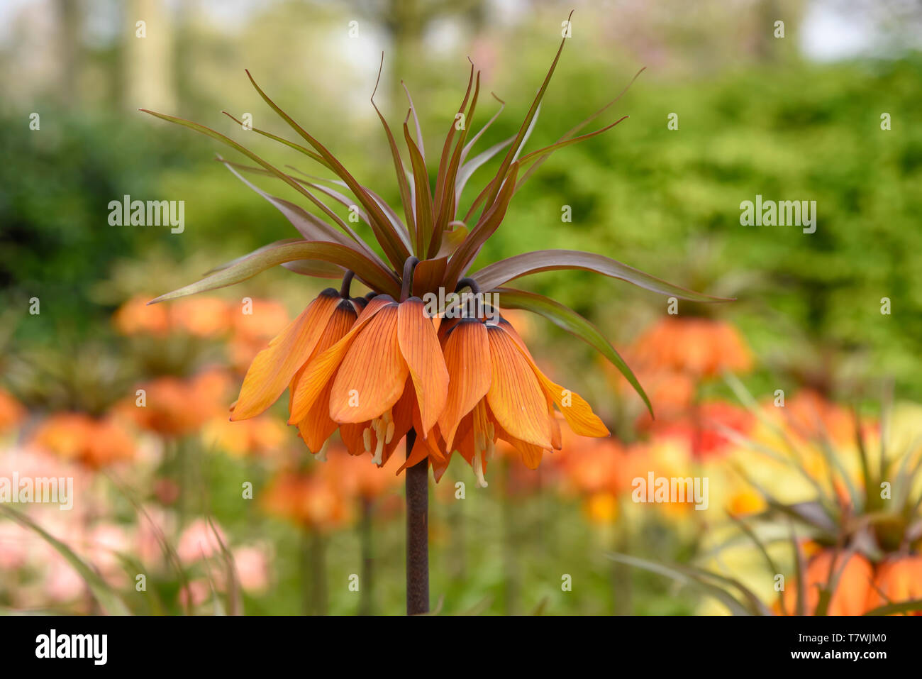 Orange Crown Imperial flowers against a blur flower background under a sunny day light Stock Photo