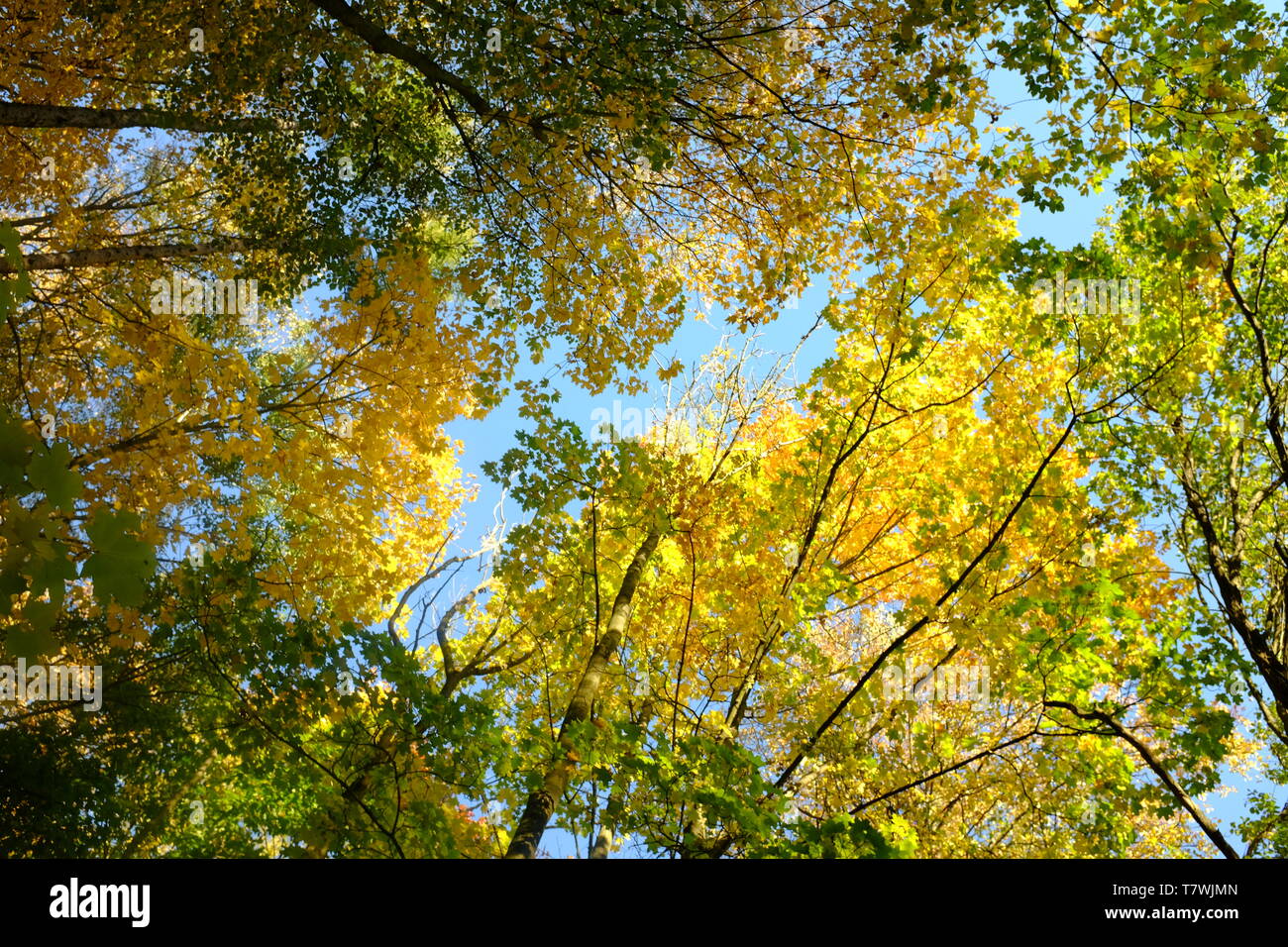 Canopy bottom hi-res stock photography and images - Alamy
