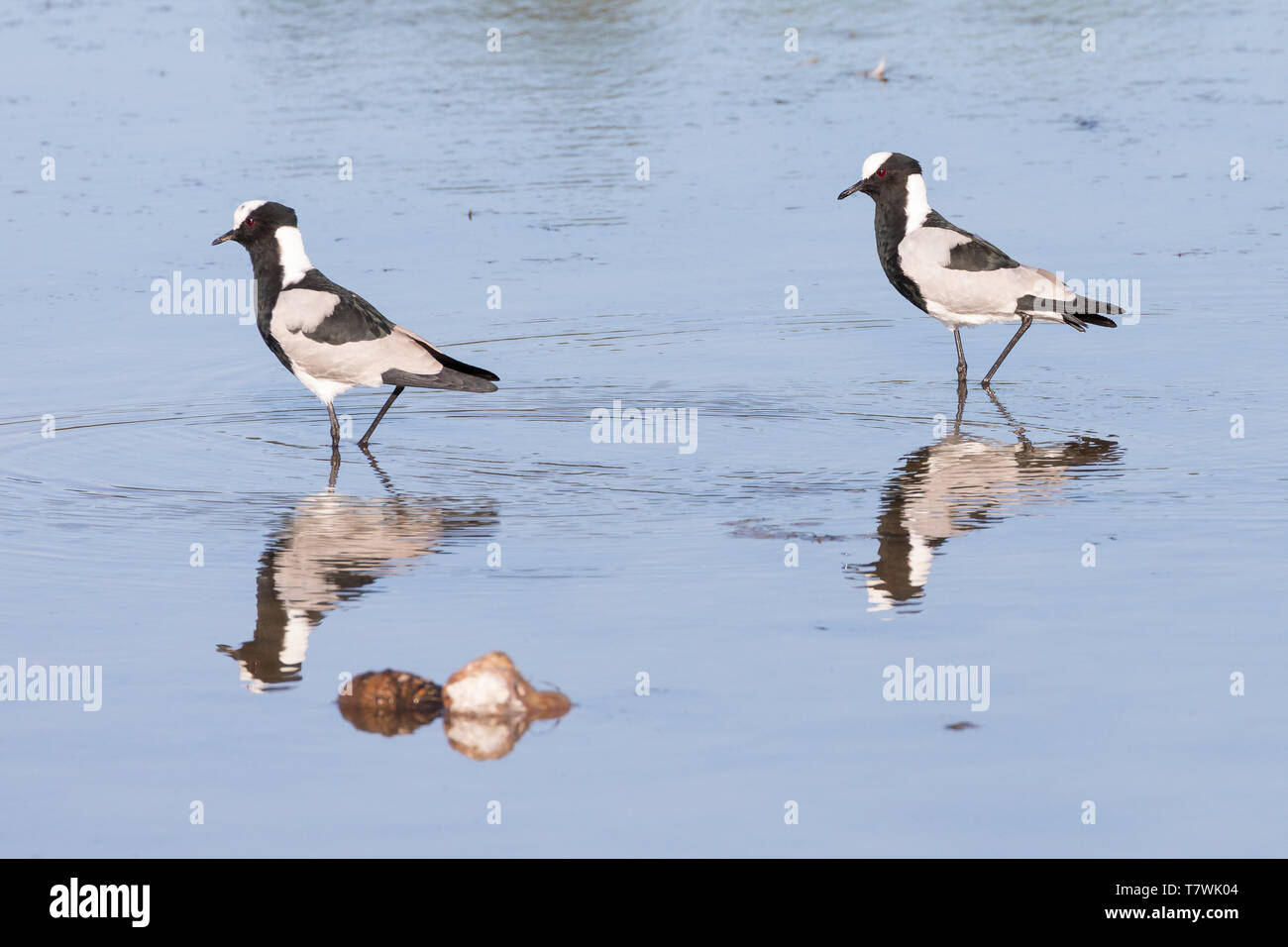 Breeding pair of Blacksmith Lapwings or Plovers (Vanellus armatus) wading in a shallow farm dam in side view with reflections  Western Cape, South Afr Stock Photo
