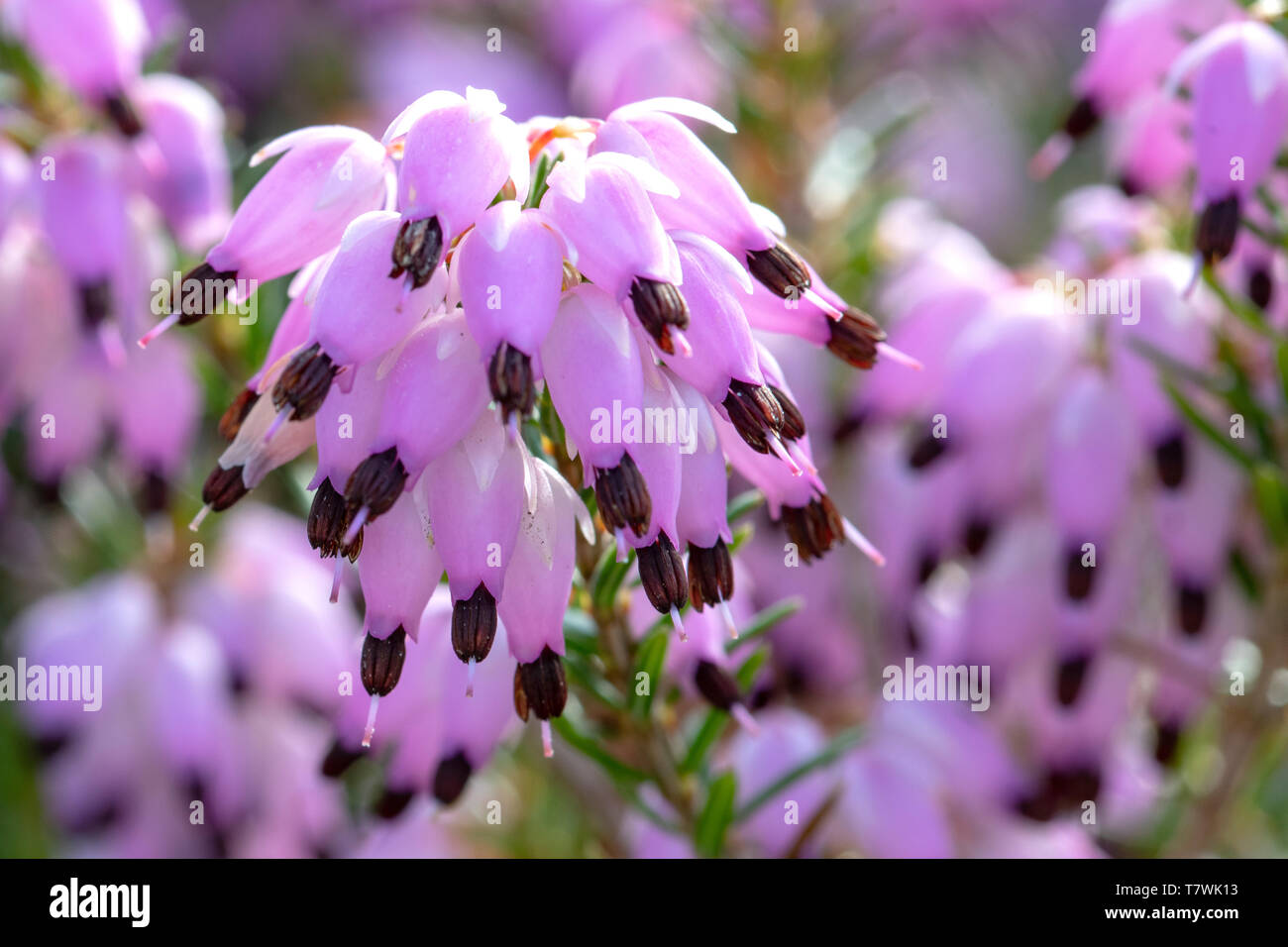 Closeup view of violet calluna vulgaris flowers Stock Photo
