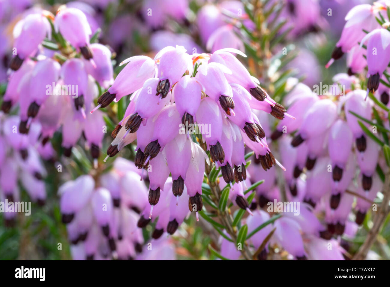 Closeup view of violet calluna vulgaris flowers Stock Photo