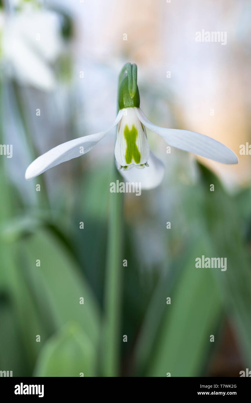 White snowdrop flower blooming in the edge and bright areas of the bushes Stock Photo