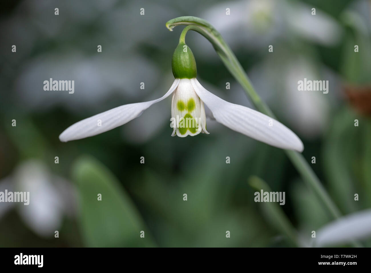 White snowdrop flower blooming in the edge and bright areas of the bushes Stock Photo
