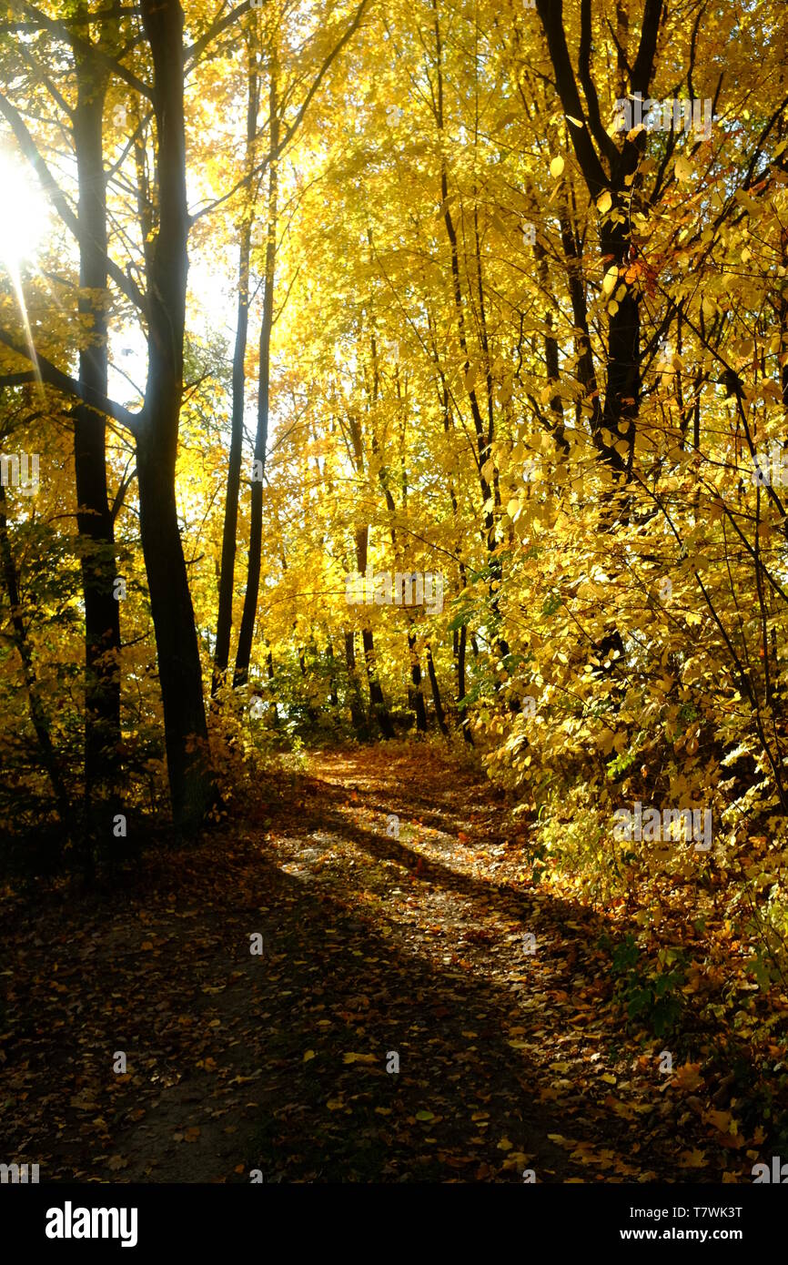 Gold sunlight autumn hi-res stock photography and images - Alamy