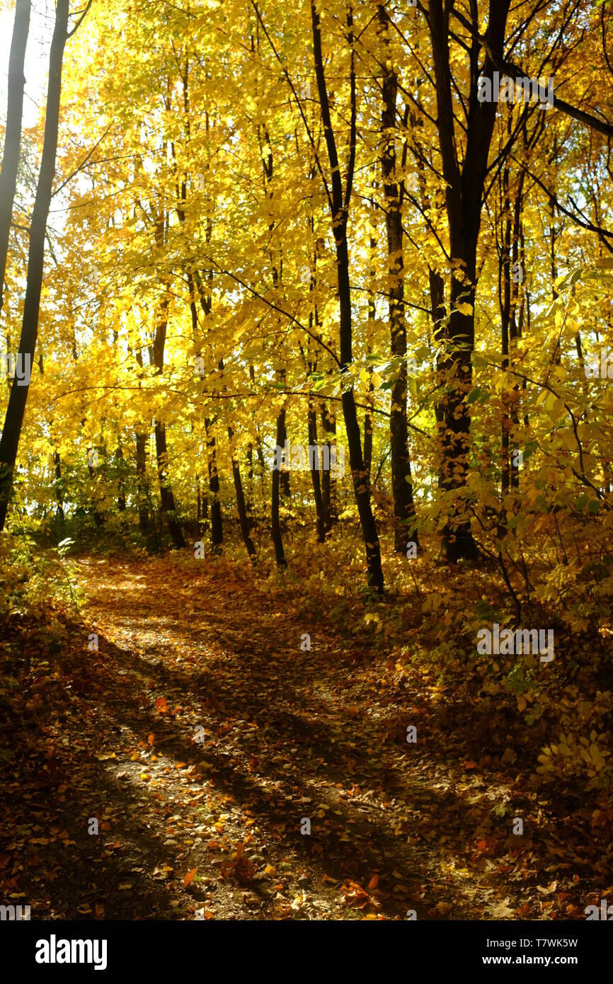 Gold Autumn with sunlight and sunbeams in the forest Stock Photo - Alamy