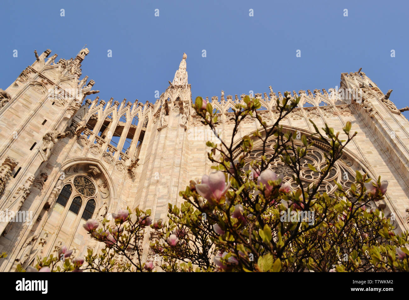 Beautiful close-up partial view to Duomo of Milan marble decorated with large windows and statues walls and magnolia tree flowers in front of them. Stock Photo