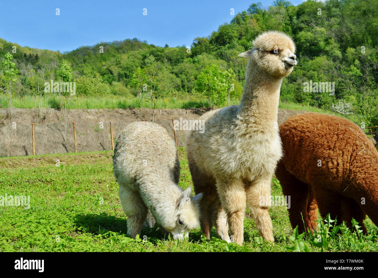 Three beautiful domestic alpacas grazing on a farm garden meadow in a sunny summer day. One central is watching and two others are eating the grass. Stock Photo