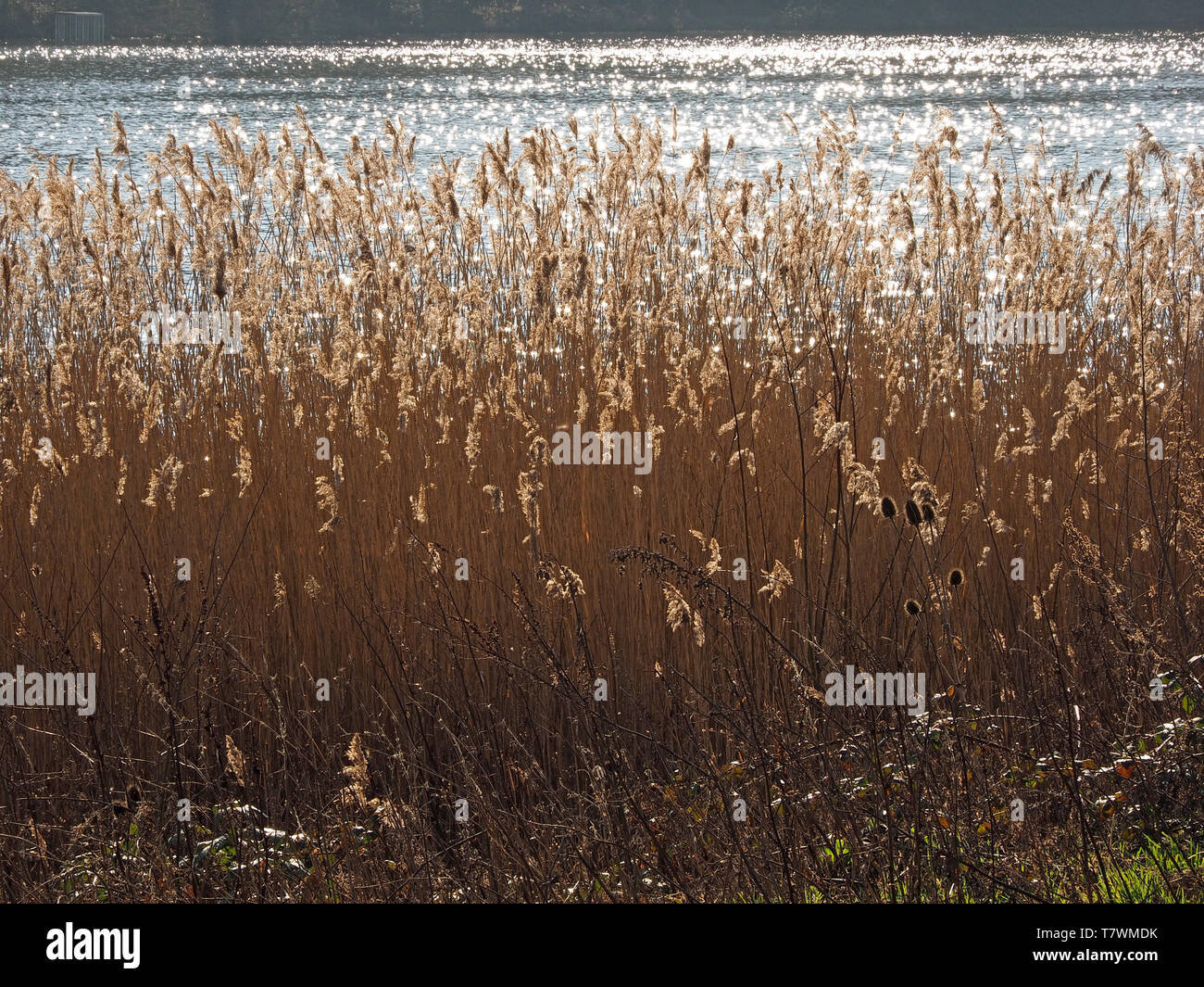 Bright sunshine on fluffy seed-heads of reed-bed with glittering watery background creates high-key environmental landscape in West Yorkshire England Stock Photo