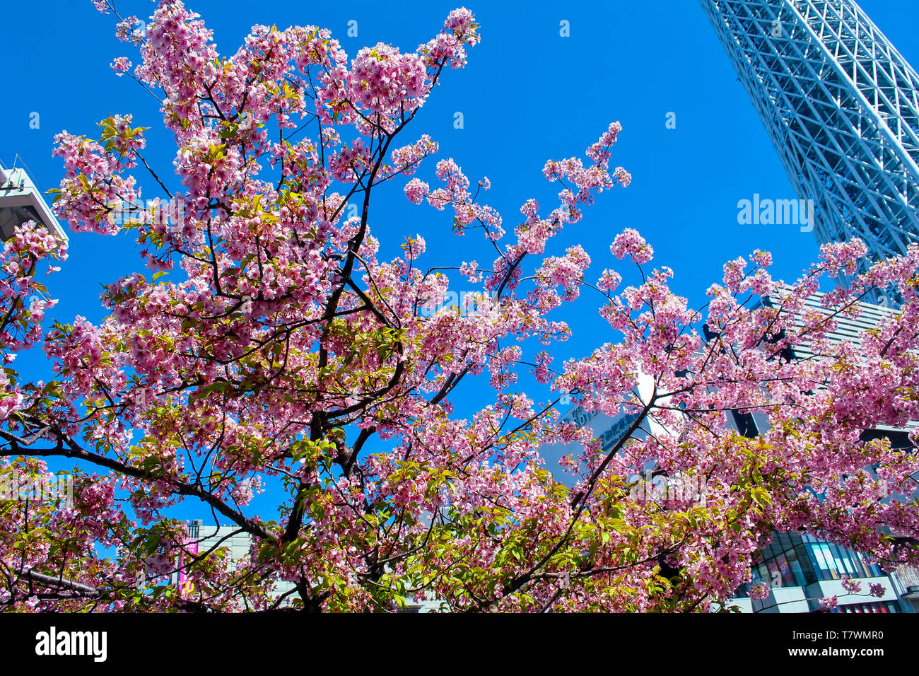 Broadcasting, restaurant and observation tower.  In front, Sakura trees.  Sumida, Tokyo, Japan. Stock Photo