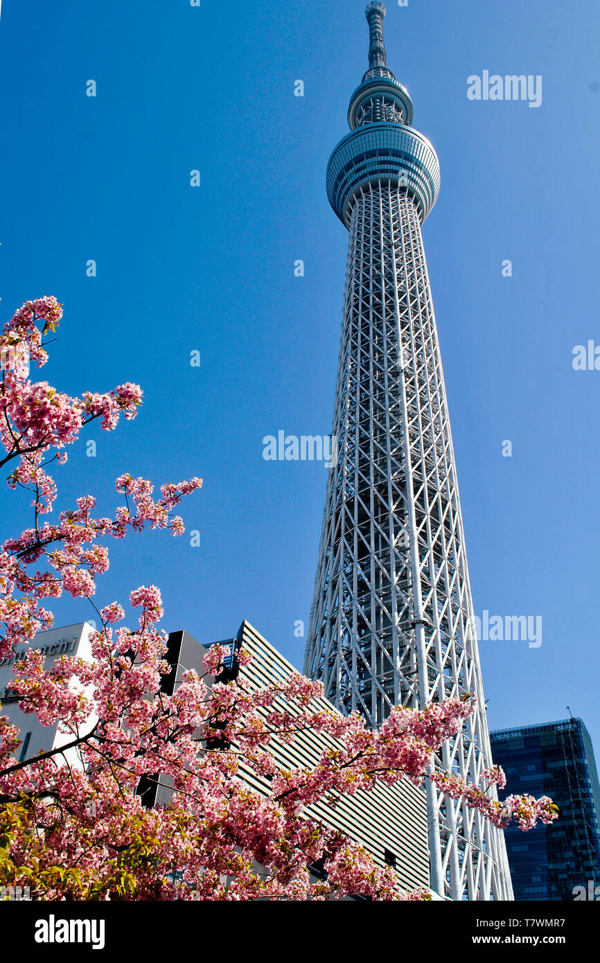 Broadcasting, restaurant and observation tower.  In front, Sakura trees.  Sumida, Tokyo, Japan. Stock Photo