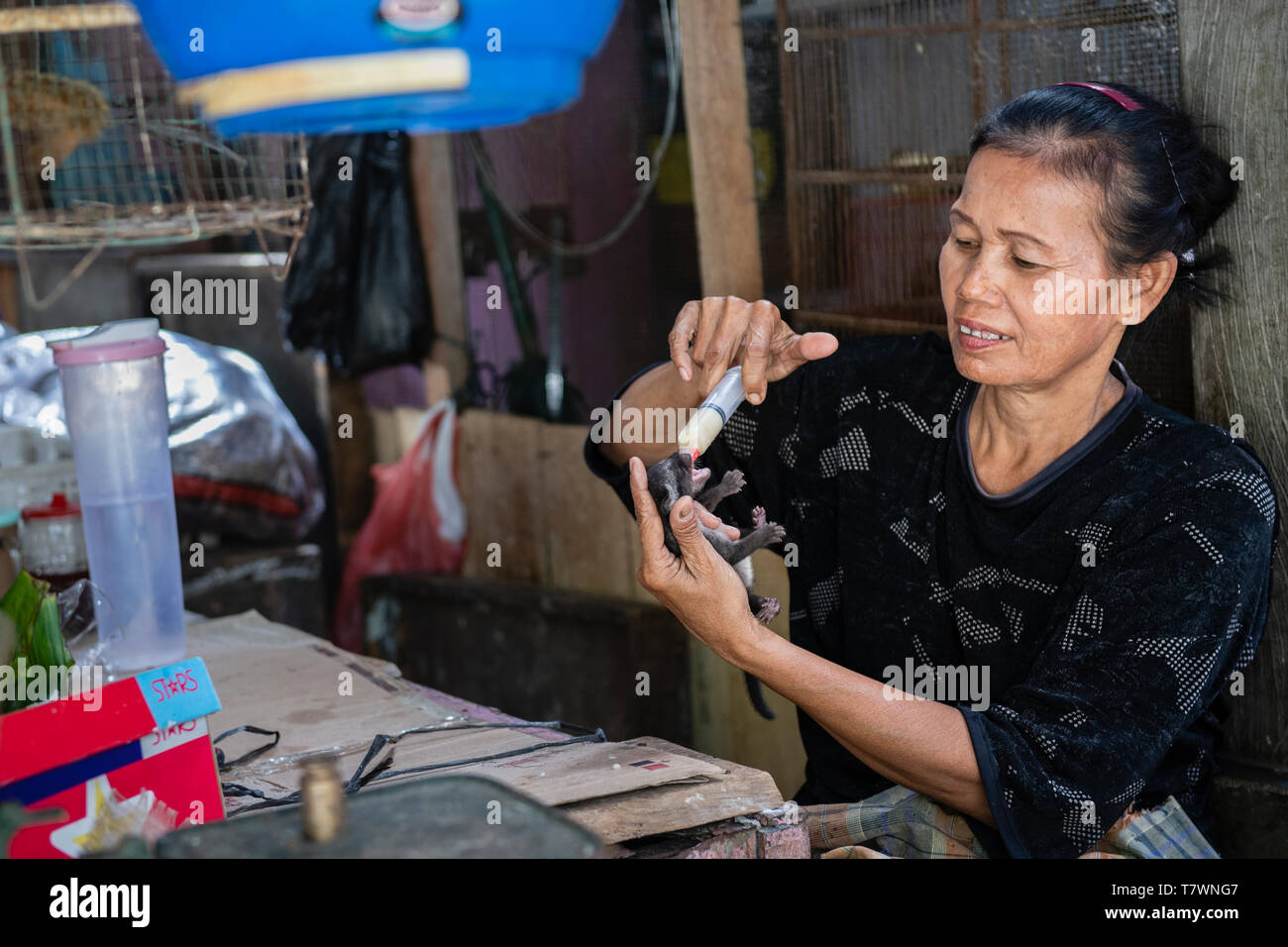 Indonesia, Java , Yogyakarta area, Yogyakarta,woman feeding with a syringe a baby civet to produce the famous coffee Kopi Luwak at bird market Stock Photo