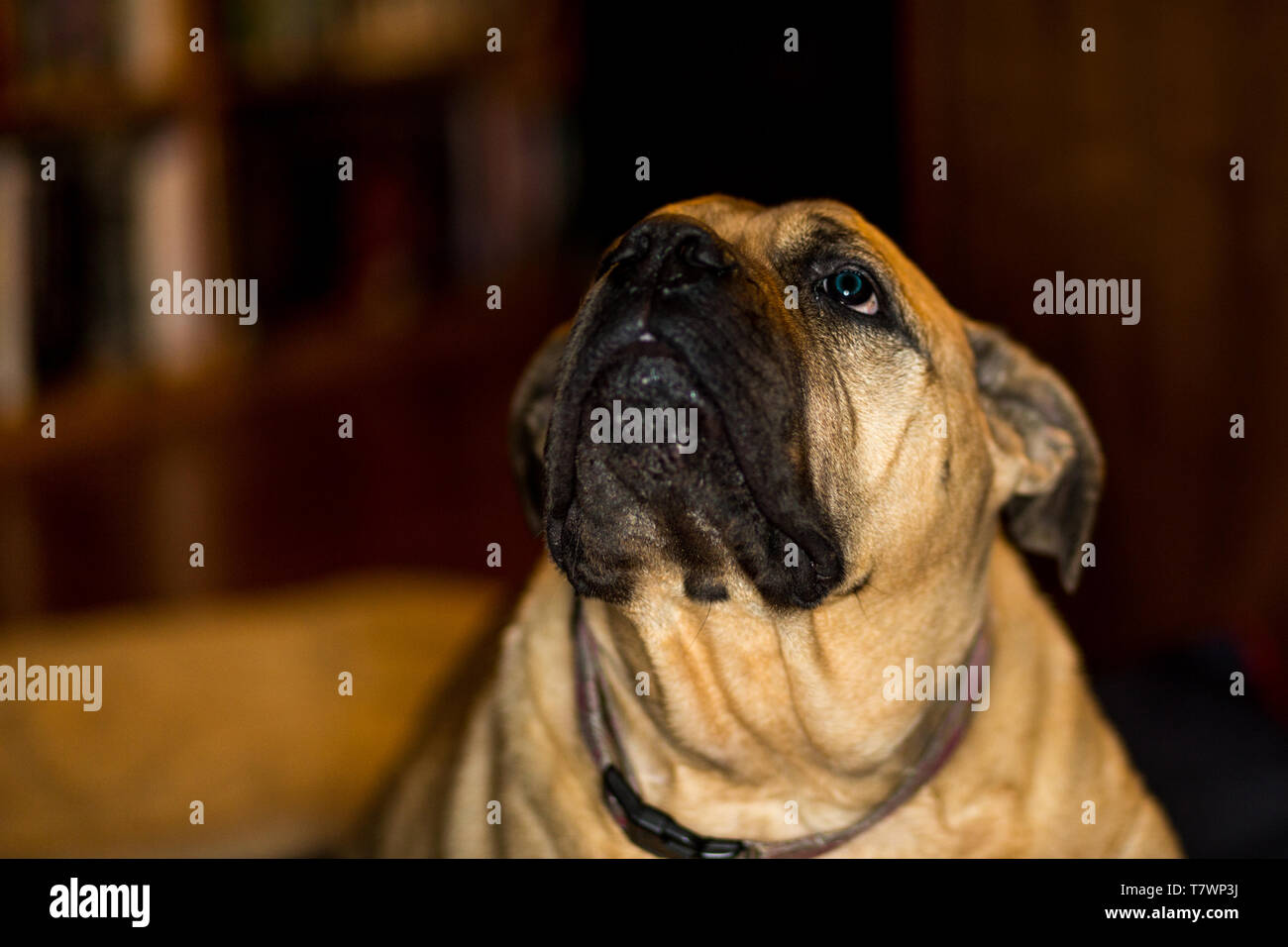 Library Bull Bull Mastiff Photos High Resolution Stock Photography and Images - Alamy