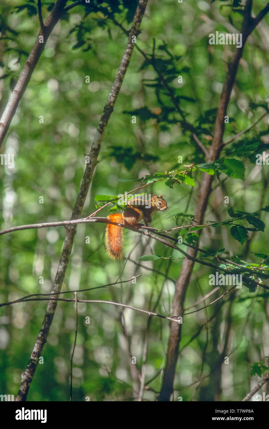 American red squirrel (Tamiasciurus hudsonicus) balancing on a thin branch of a Beech tree, Michigan upper peninsula near Munising Michigan US. June. Stock Photo