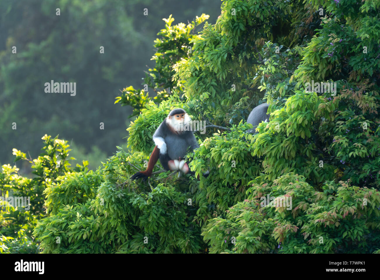 Pygathrix nemaeus on the Son Tra peninsula, Da Nang, Vietnam. This is a small group of rare wild animals that live there Stock Photo