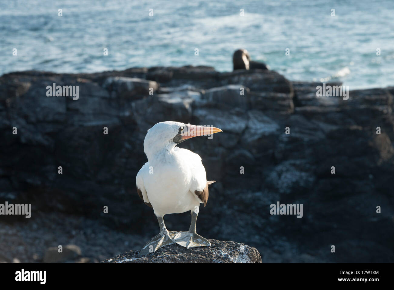 Nazca Boobies on the Galapagos Islands, they are the biggest type to have evolved from gannets on the unique islands,source for evolution theory Stock Photo