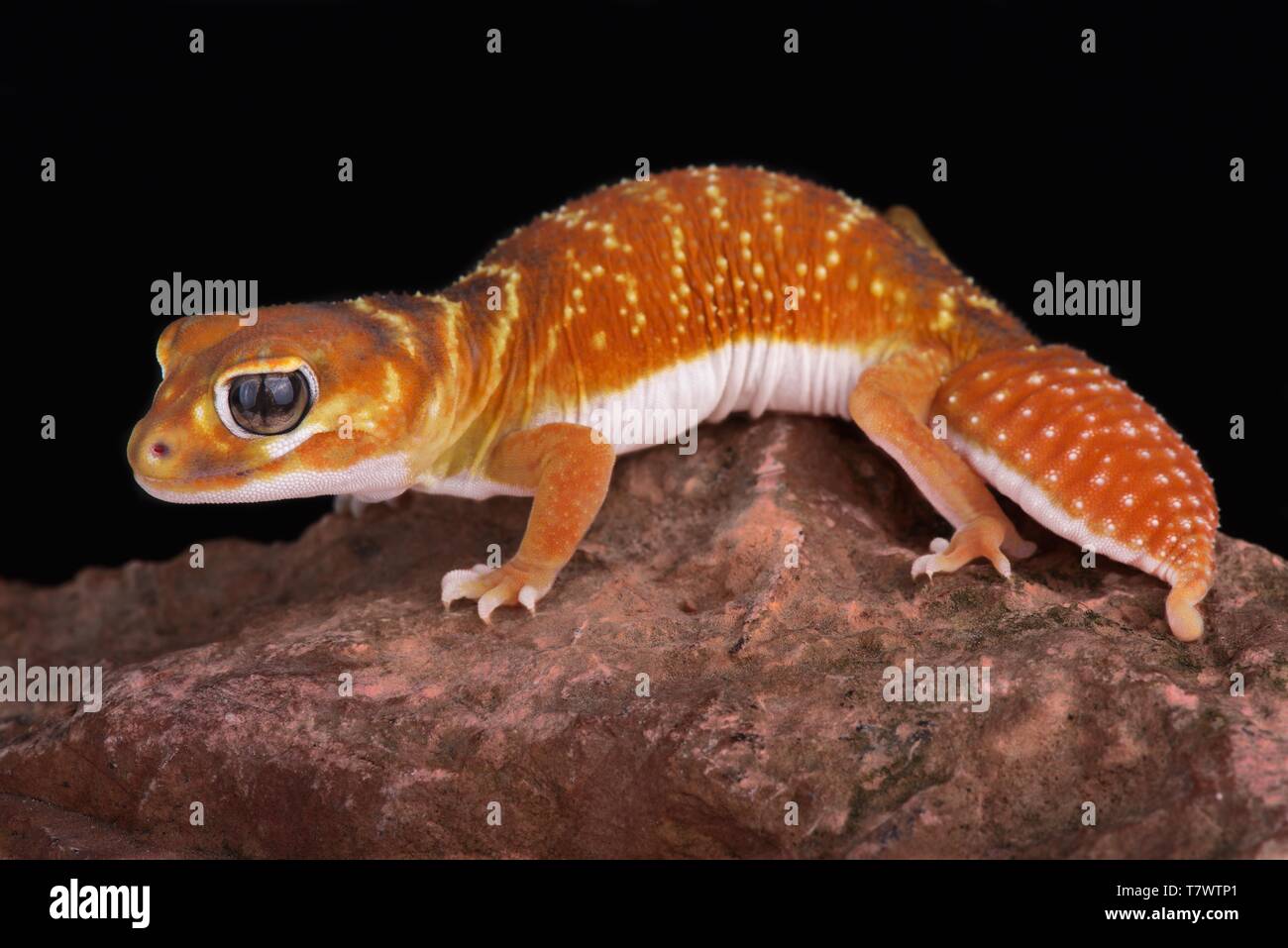 Smooth knob-tailed gecko (Nephrurus levis) Stock Photo