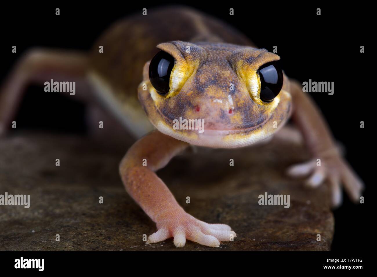 Pernatty knob-tailed gecko (Nephrurus deleani) Stock Photo