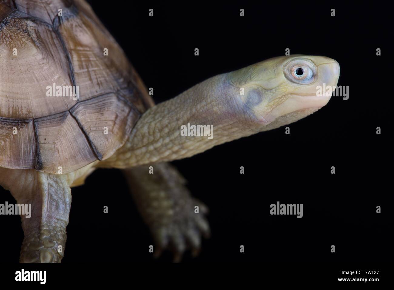 Ryukyu Yellow pond Turtle (Mauremys mutica kami) Stock Photo