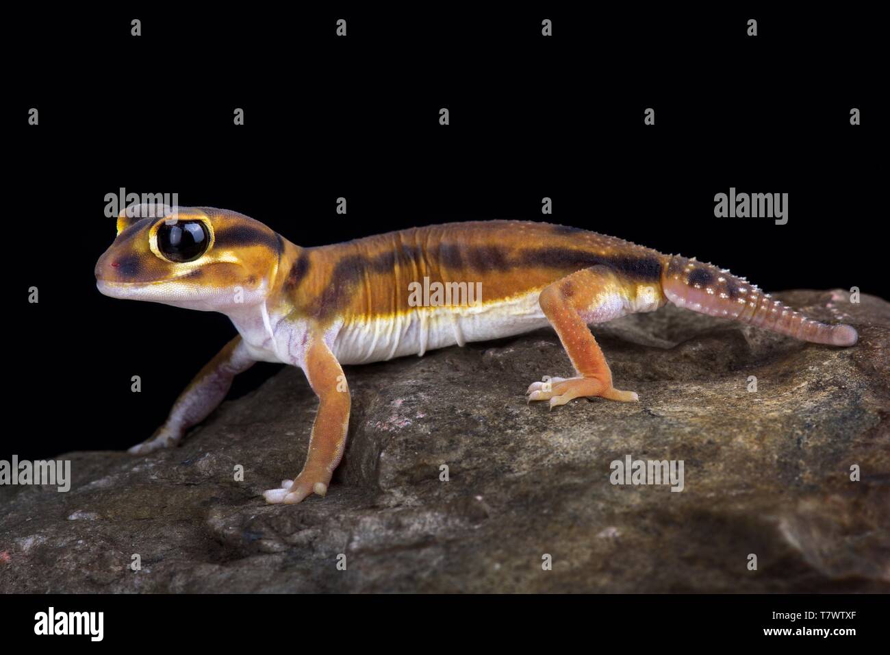 Smooth knob-tailed gecko (Nephrurus laevissimus) Stock Photo