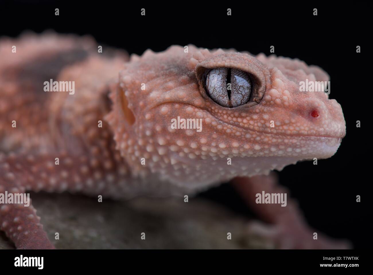 Southern banded gecko (Nephrurus wheelers wheeleri) Stock Photo