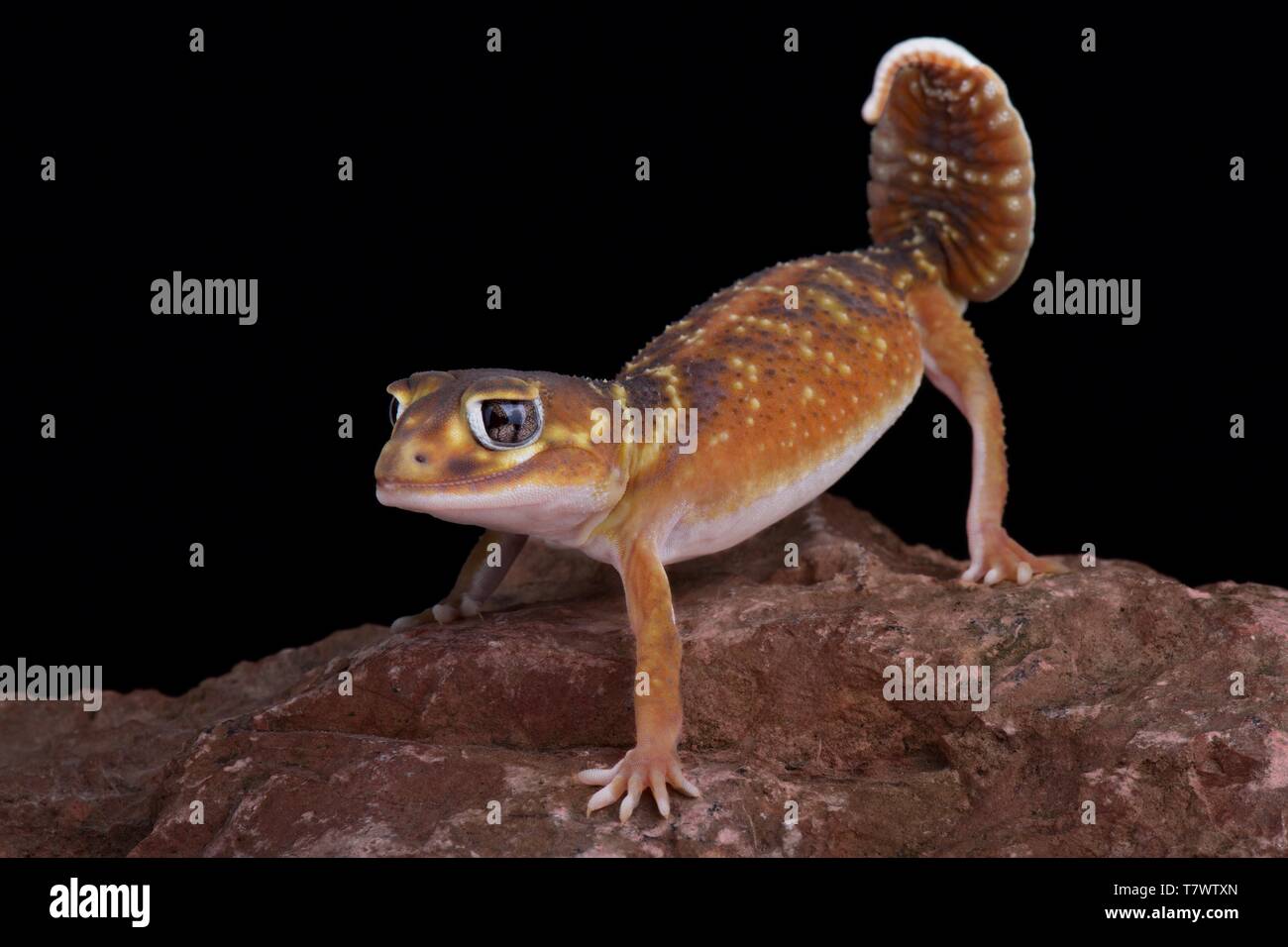 Smooth knob tail gecko (Nephrurus levis levis Stock Photo - Alamy