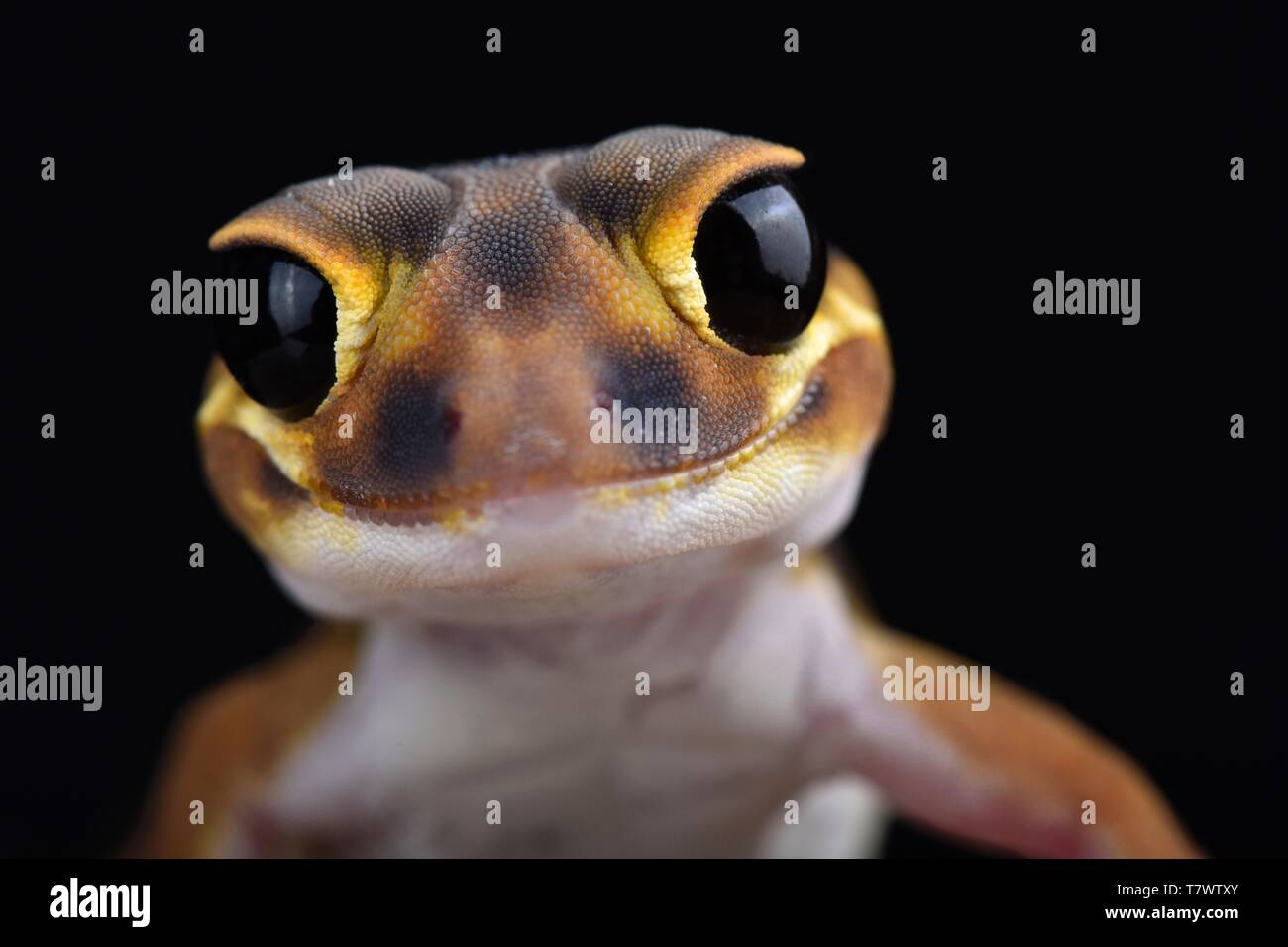 Smooth knob-tailed gecko (Nephrurus laevissimus) Stock Photo