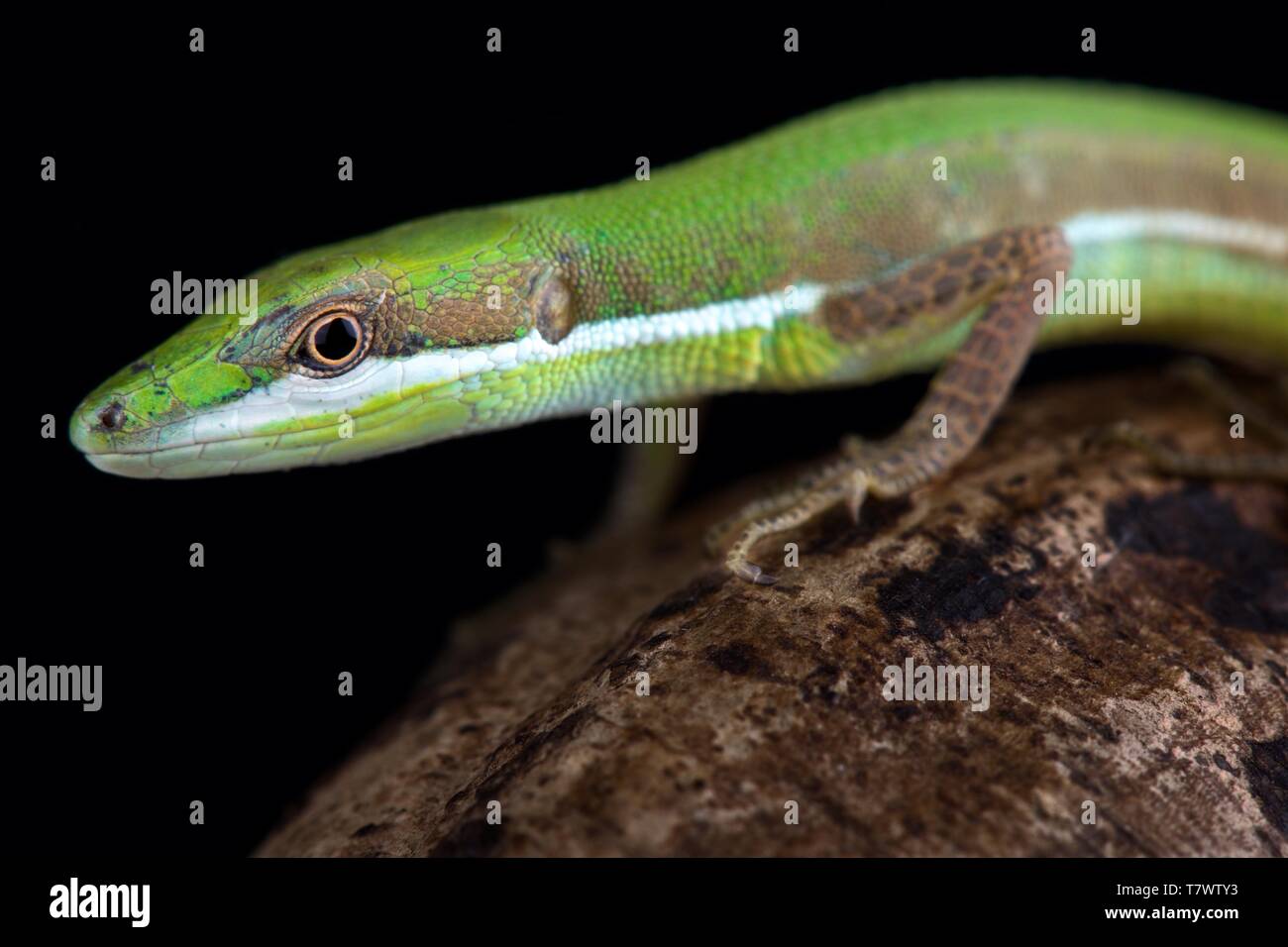 Emerald grass lizard (Takydromus smaragdinus Stock Photo - Alamy
