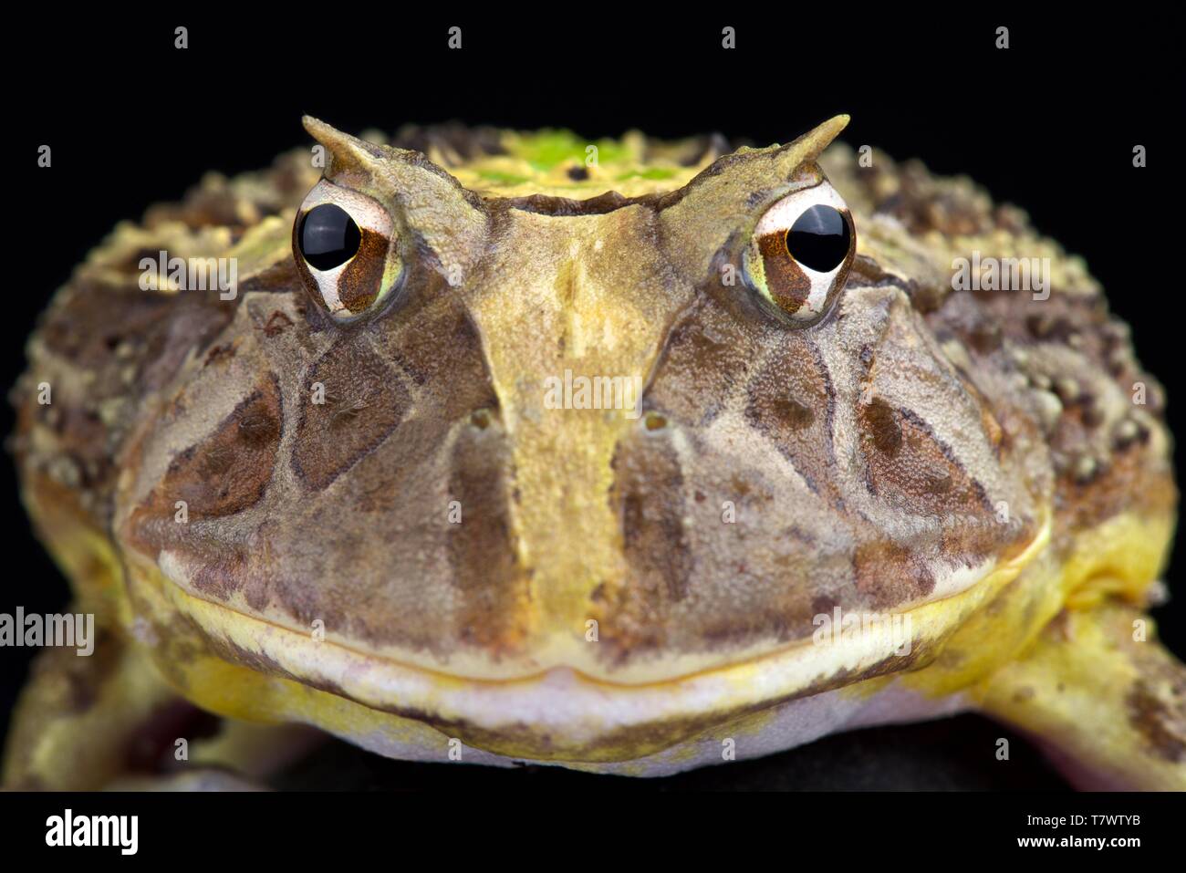 Brazilian pacman frog 2025