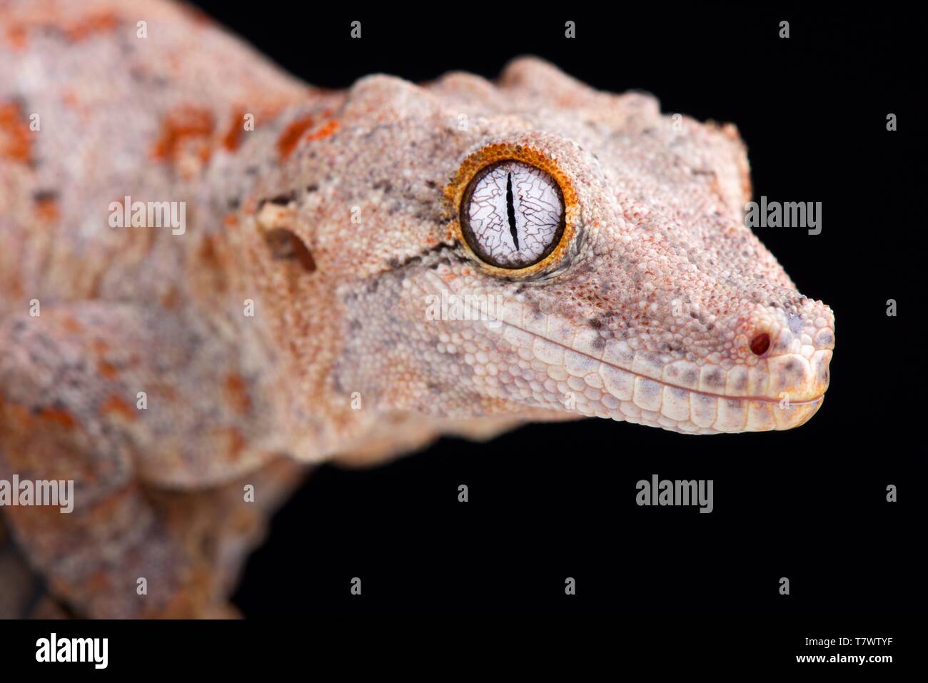 The Gargoyle gecko (Rhacodactylus auriculatus) is a medium sized, endangered, gecko species endemic to New Caledonia. Stock Photo