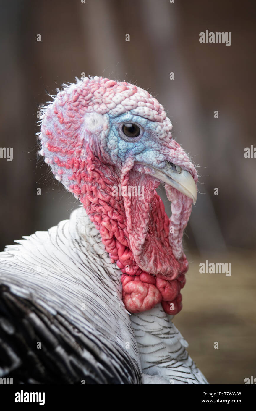 Turkey Gobbler head closeup photo Stock Photo