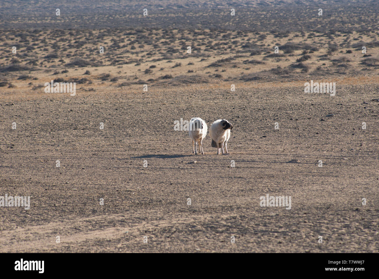 Two sheep are in the pasture.In Inner Mongolia, China. Stock Photo