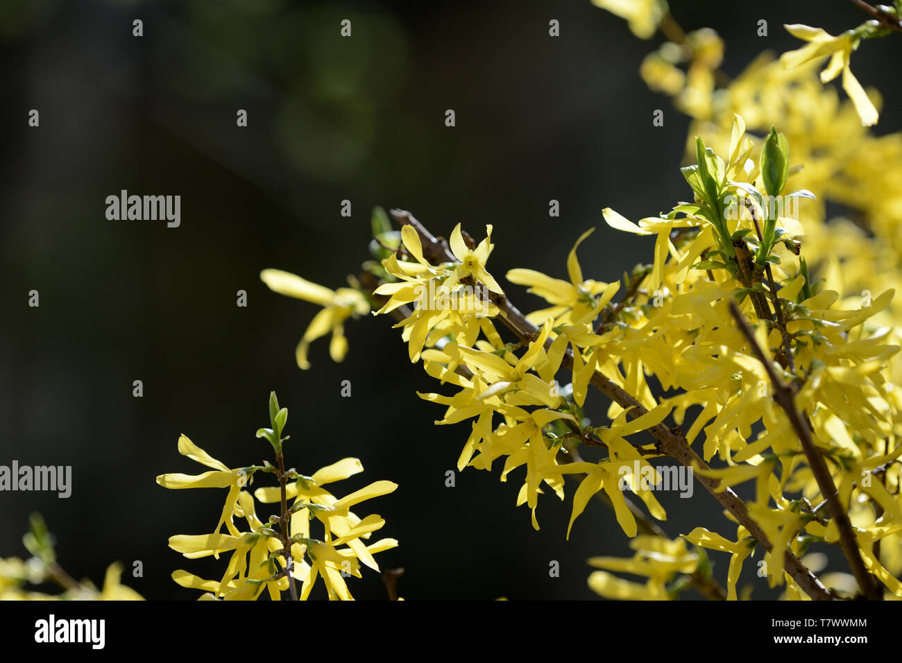 Bright yellow flowering forsythia bush on a springtime close up Stock Photo