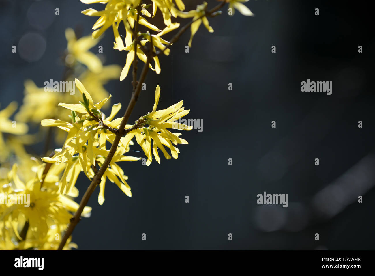 Bright yellow flowering forsythia bush on a springtime close up Stock Photo