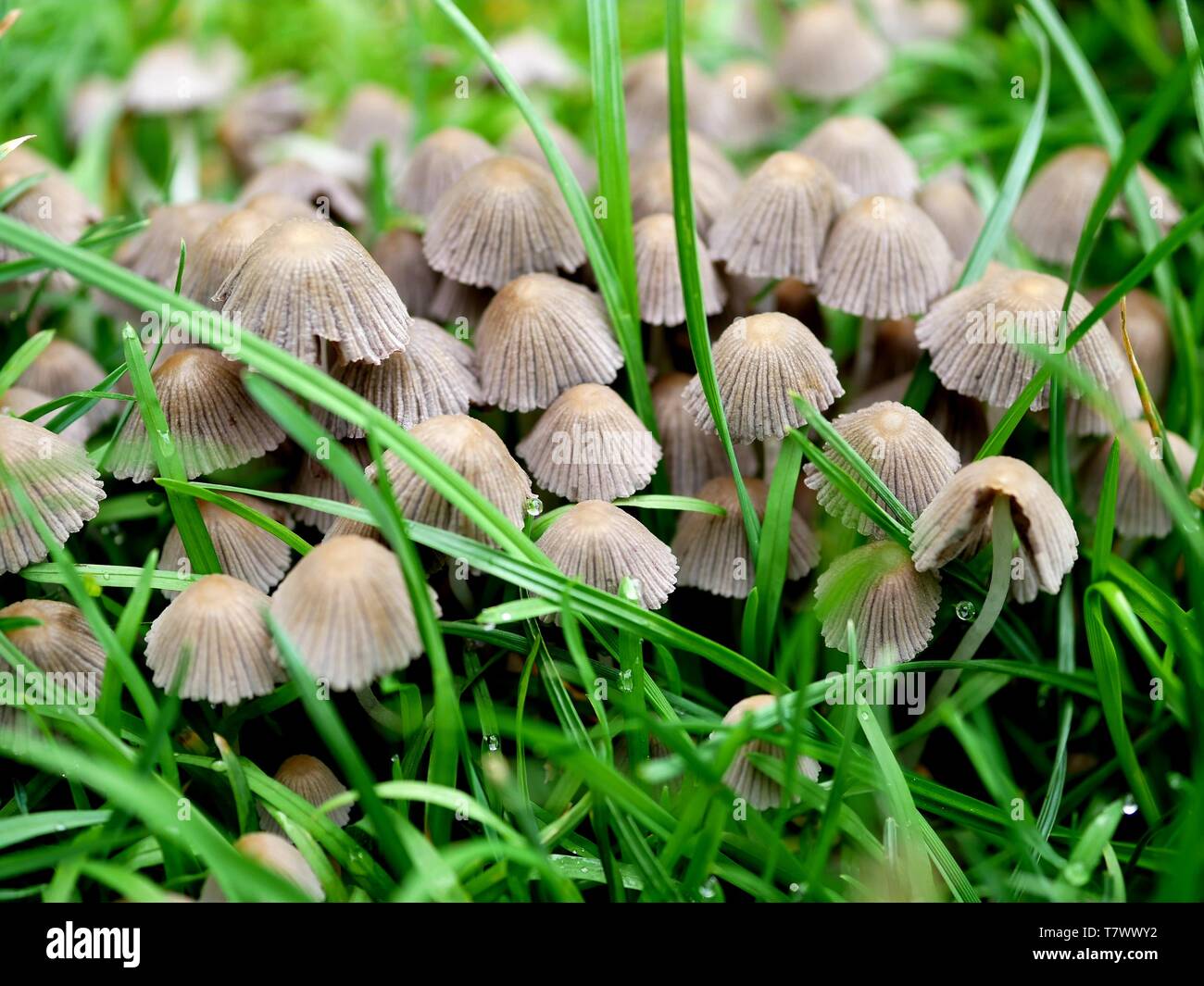 Lens Fungus High Resolution Stock Photography and Images - Alamy