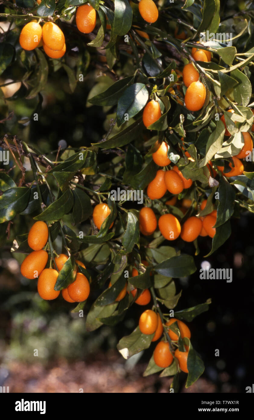 Fruit bearing trees hires stock photography and images Alamy